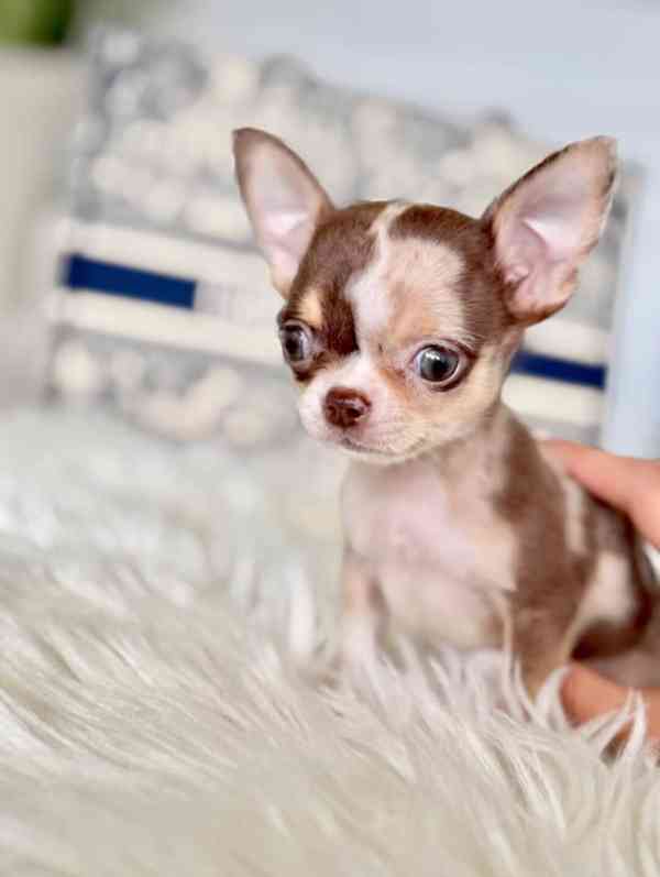 Štěňátko čivavy hledá milující domov. - foto 3