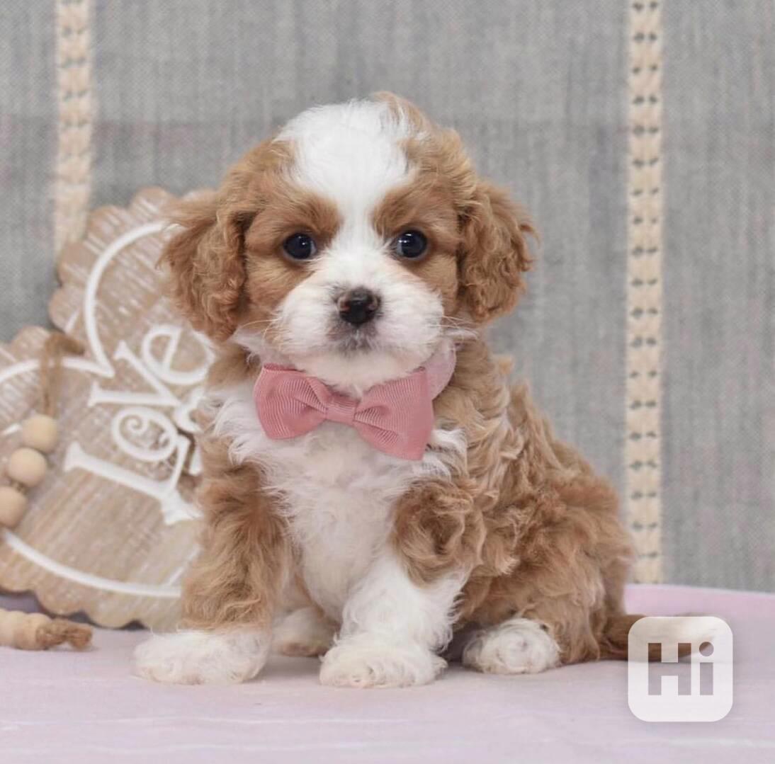 🐶💕 Štěňata cavapoo k adopci! - foto 1