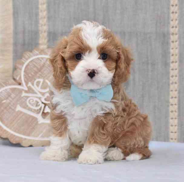 🐶💕 Štěňata cavapoo k adopci! - foto 2