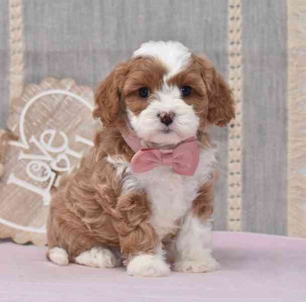 🐶💕 Štěňata cavapoo k adopci! - foto 3