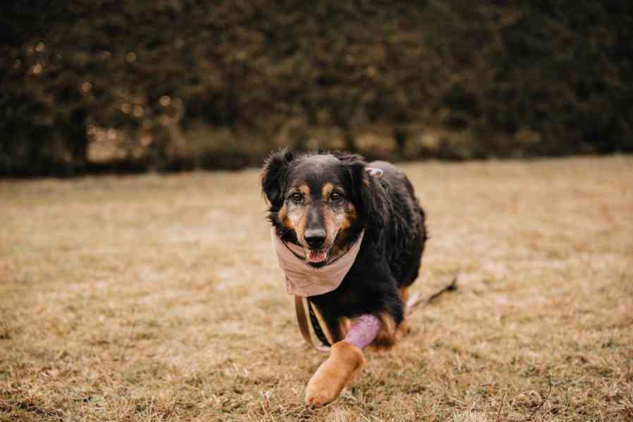 BOŘEČEK - 19 kg, kastrovaný psík 8 let - foto 2