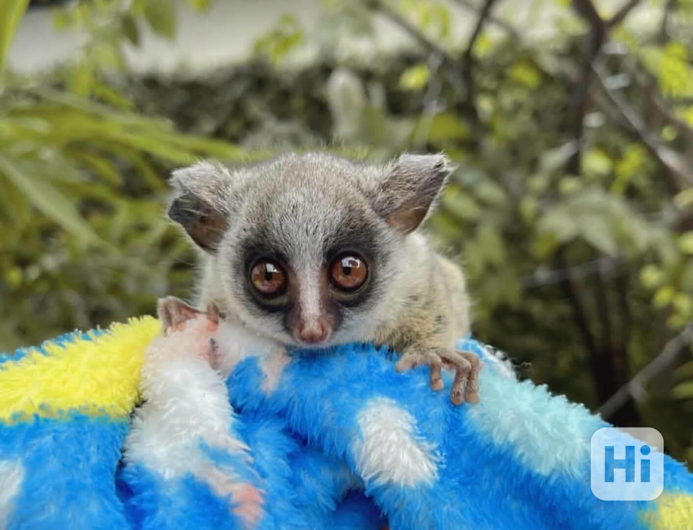 Mláďata z Bushů k adopci do nových domovů. - foto 1