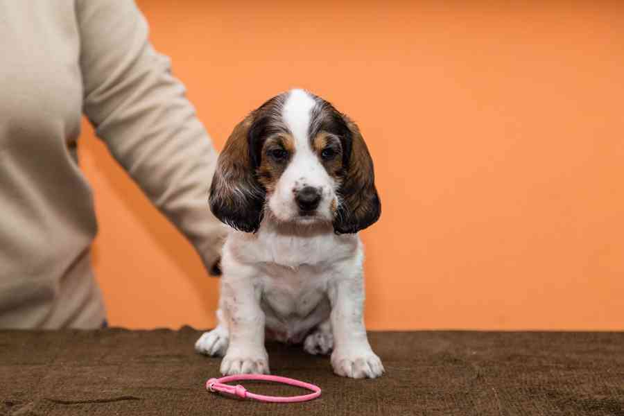 Velký hrubosrstý vendéeský basset - prodej - foto 2