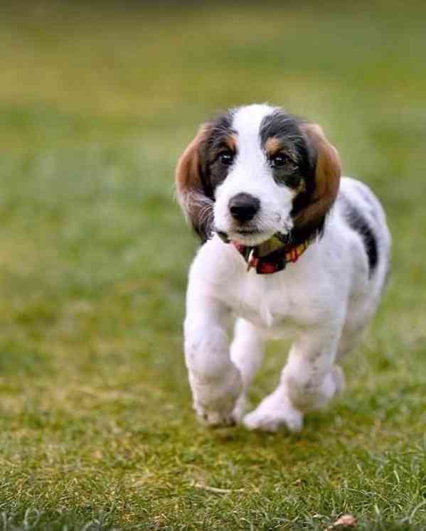Velký hrubosrstý vendéeský basset - prodej - foto 9