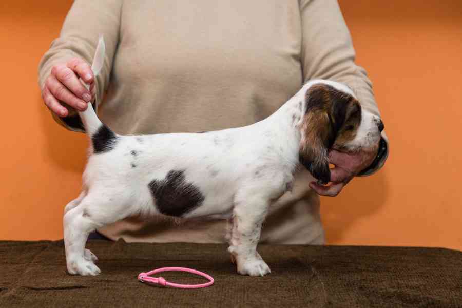 Velký hrubosrstý vendéeský basset - prodej - foto 3