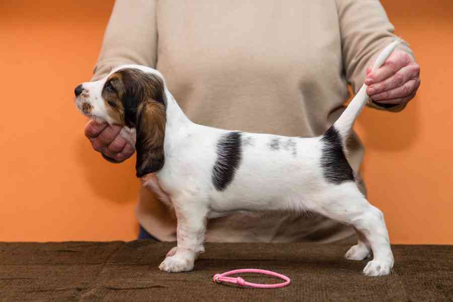 Velký hrubosrstý vendéeský basset - prodej - foto 4