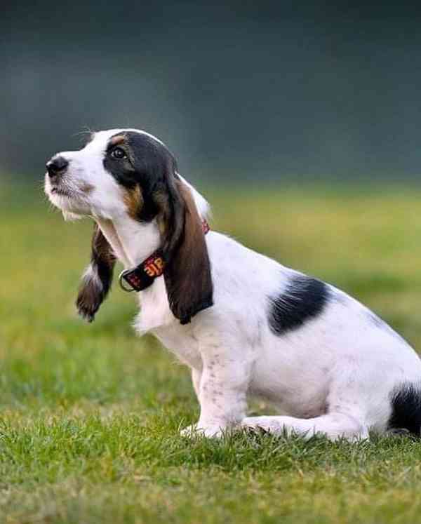 Velký hrubosrstý vendéeský basset - prodej - foto 6