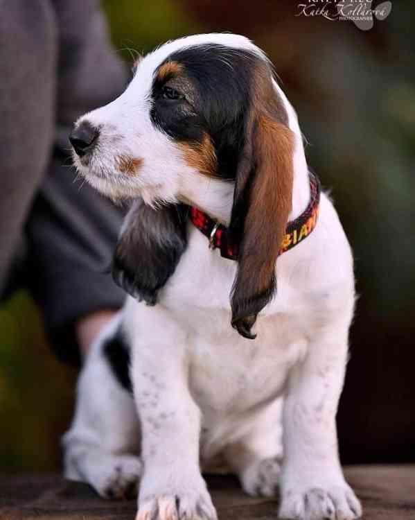 Velký hrubosrstý vendéeský basset - prodej - foto 7