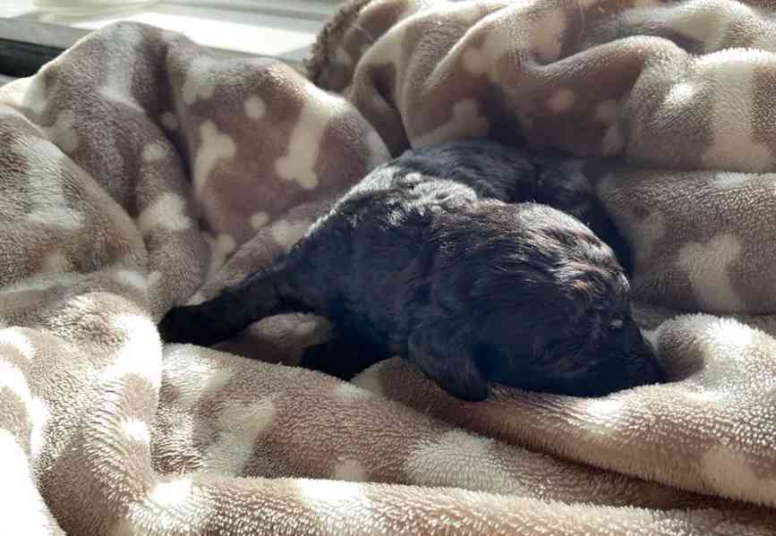 Rozkošná štěňata čivavy na prodej! 🐾 - foto 3