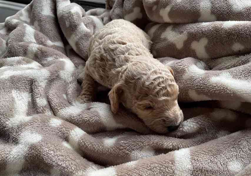 Rozkošná štěňata čivavy na prodej! 🐾 - foto 4