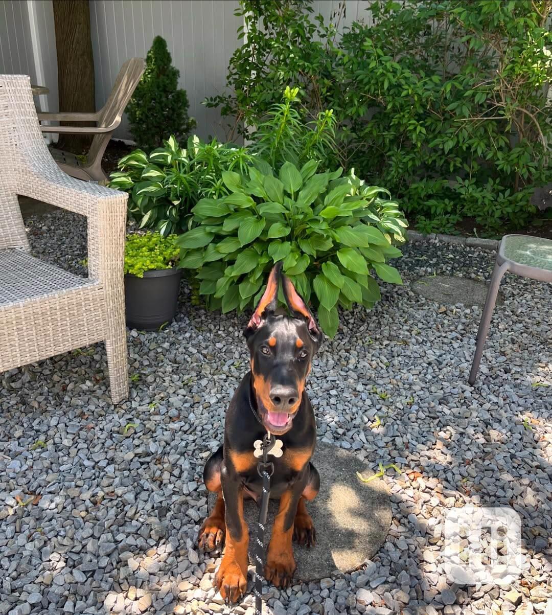 Adoptujte si ho, prosím - foto 1