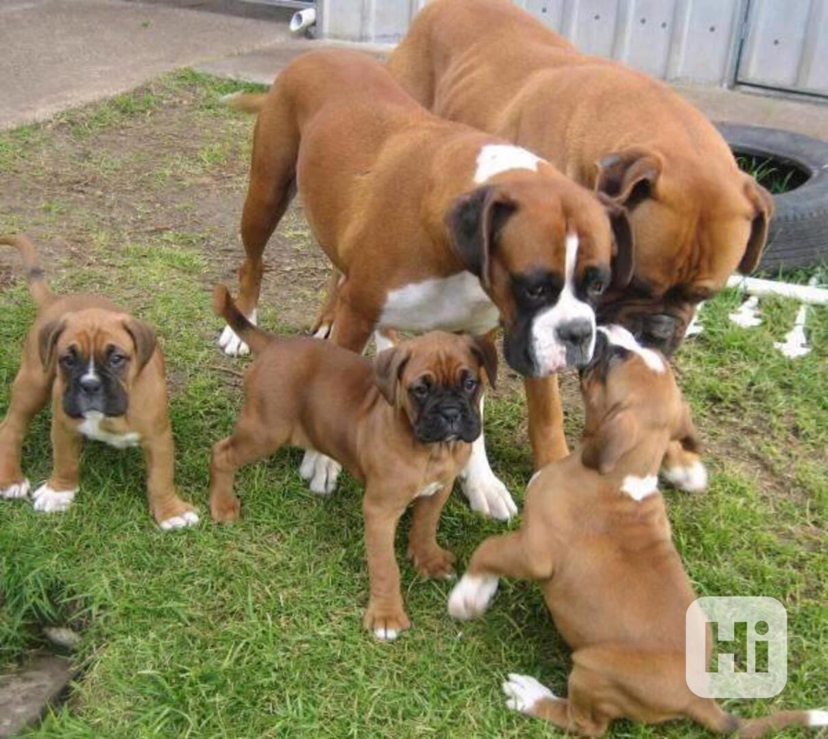 Štěňata boxera k adopci  - foto 1