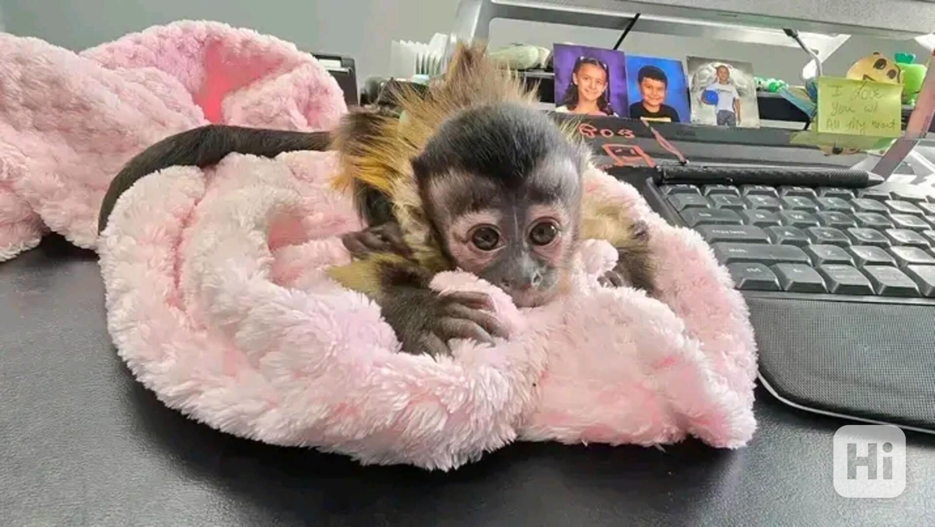  Sladký kapucín - foto 1