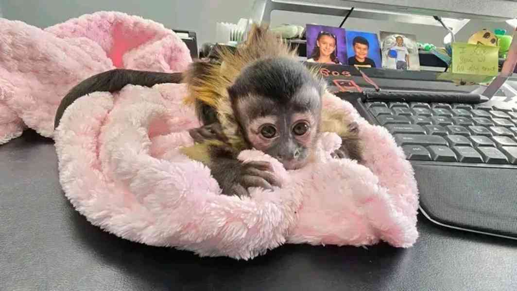  Sladký kapucín - foto 1