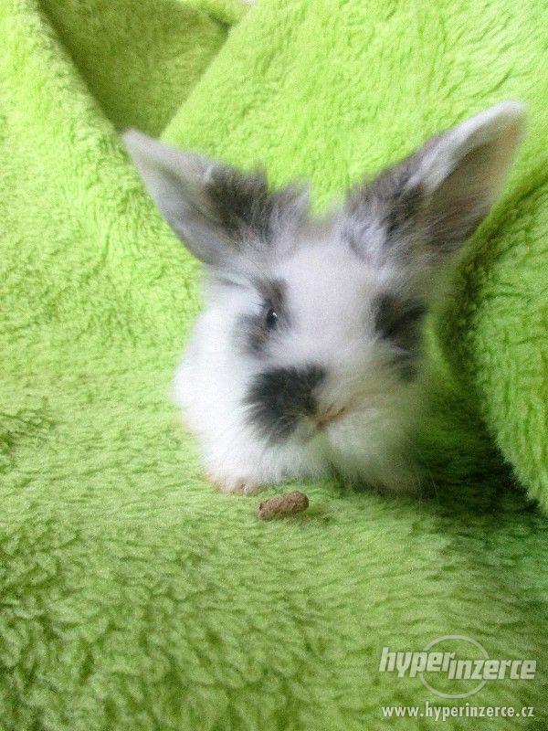 Králíček -  teddy beránek - foto 2