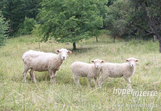Roční ovce Romney Marsh - Kent - foto 1