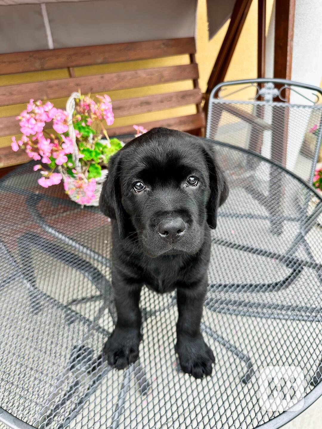 IHNED K ODBĚRU Labradorský Retriever s PP - foto 1