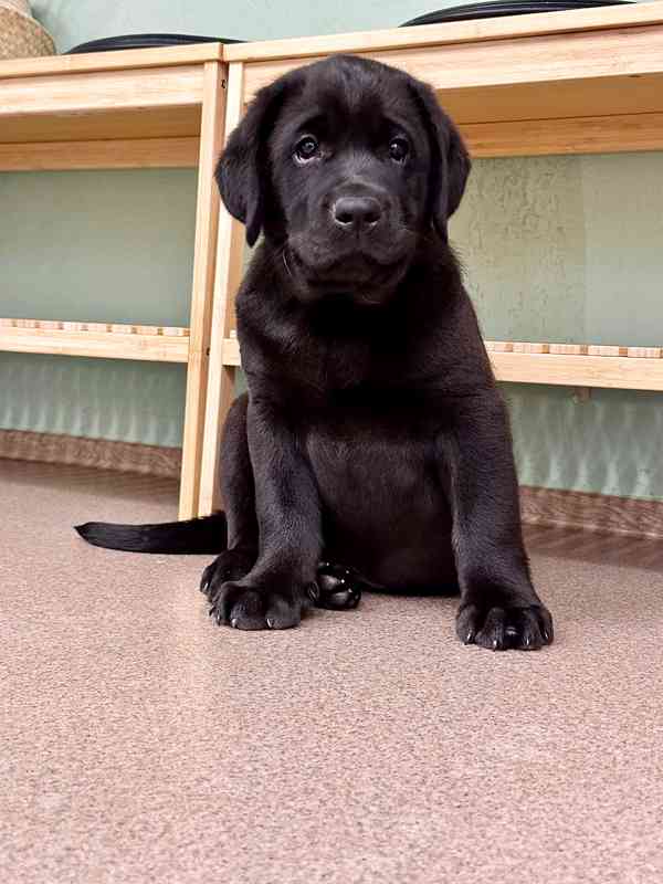 IHNED K ODBĚRU Labradorský Retriever s PP - foto 3