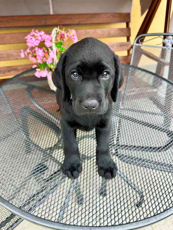 IHNED K ODBĚRU Labradorský Retriever s PP - foto 2