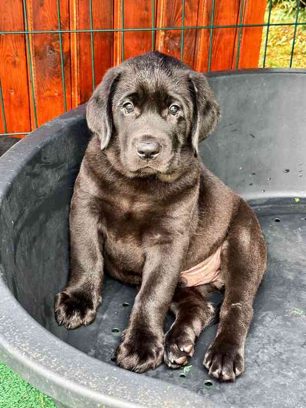 IHNED K ODBĚRU Labradorský Retriever s PP - foto 5