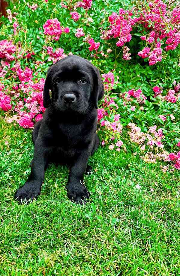 IHNED K ODBĚRU Labradorský Retriever s PP - foto 4