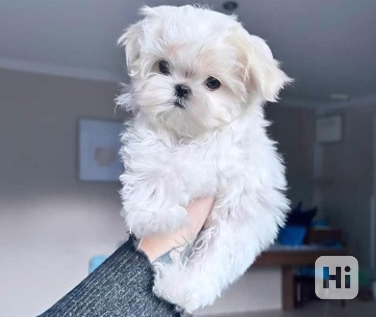 Štěňata maltézského bišona k adopci - foto 1