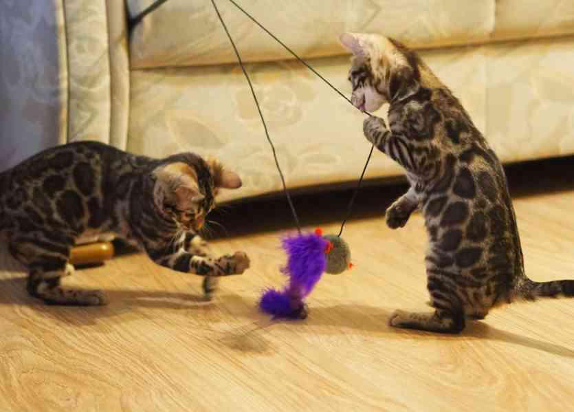 Krásná bengálská koťátka.