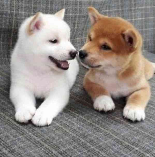  Rozkošná domácí štenata Shiba Inu - foto 1