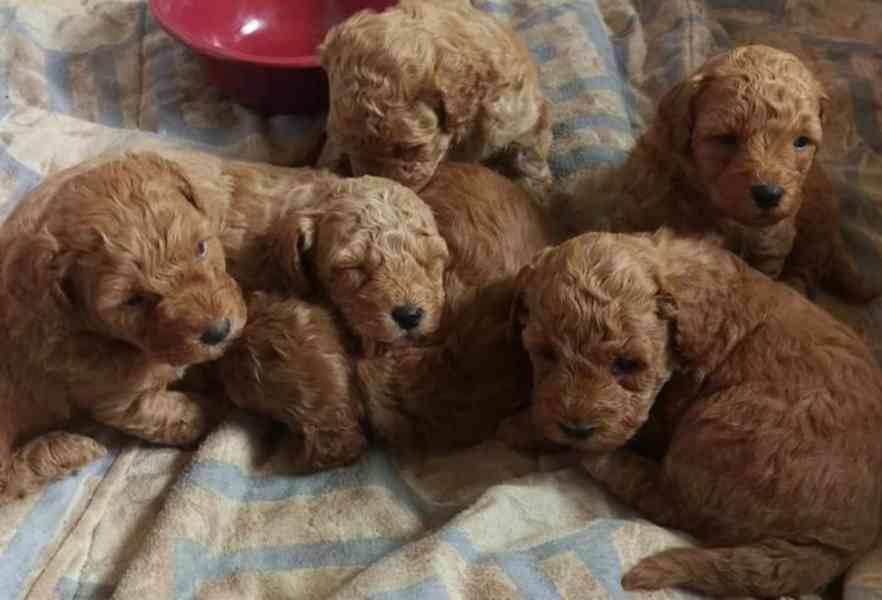 Štěňata vycvičeného pudla k dispozici - foto 2