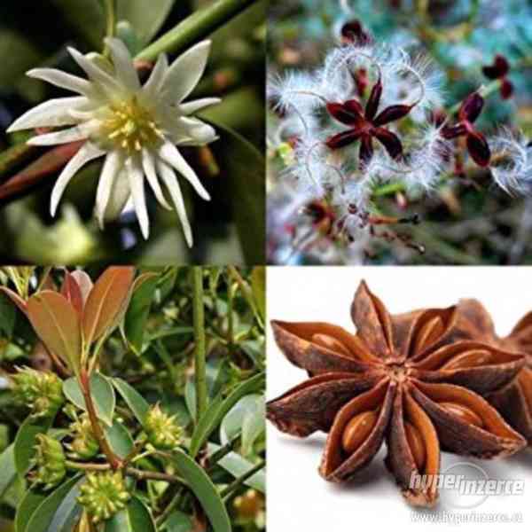 Badyáník pravý (Illicium verum) - semena 10 ks - foto 1