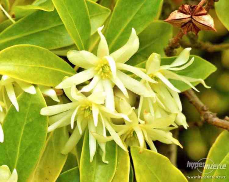 Badyáník pravý (Illicium verum) - semena 10 ks - foto 2