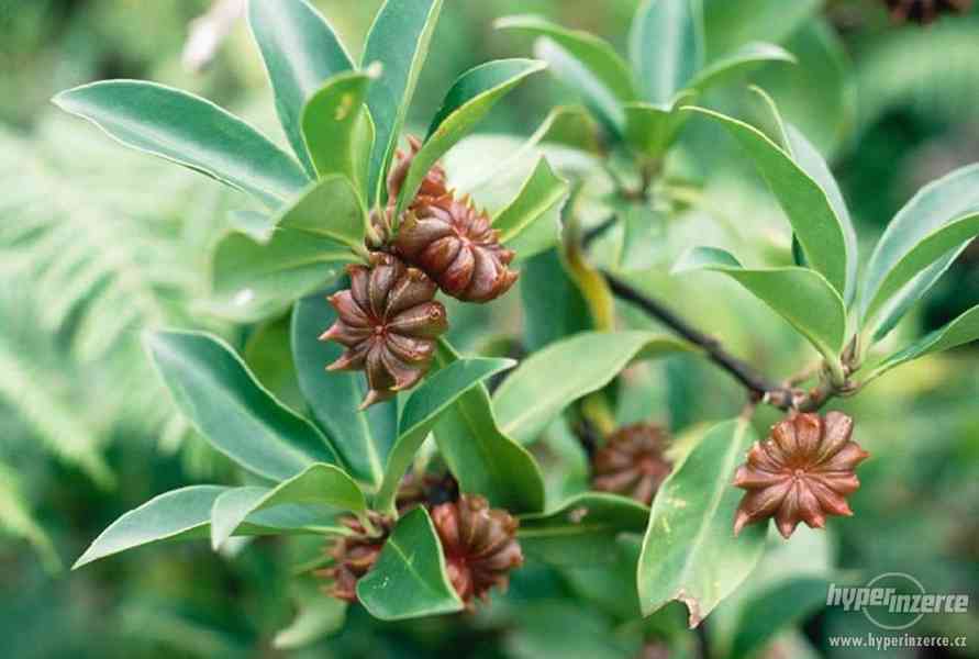 Badyáník pravý (Illicium verum) - semena 10 ks - foto 4