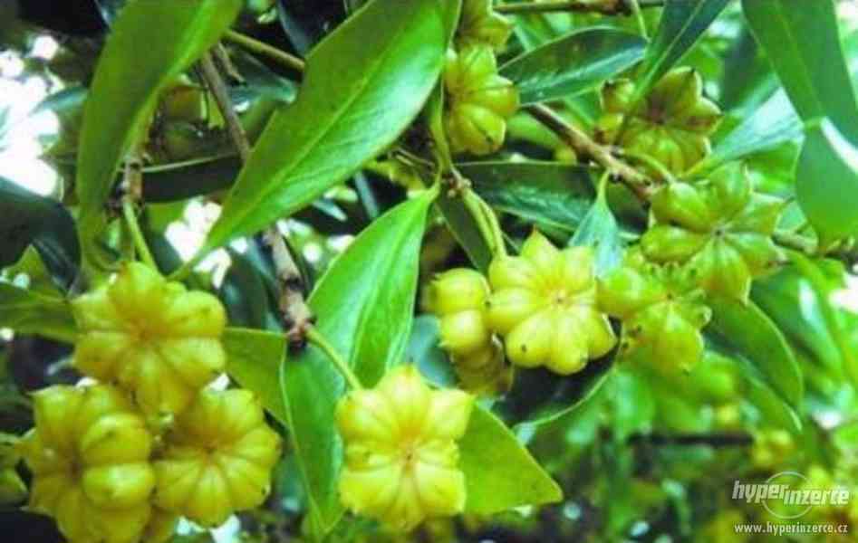 Badyáník pravý (Illicium verum) - semena 10 ks - foto 5
