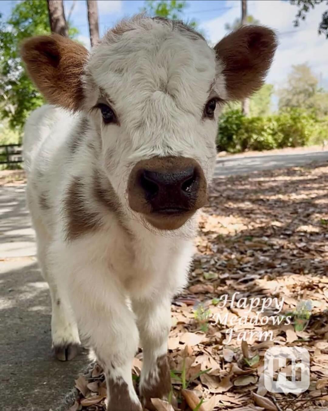 💛 Mini skotská telata - foto 1