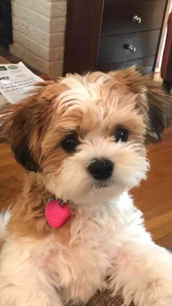 Maltipoo štěňátka - foto 2