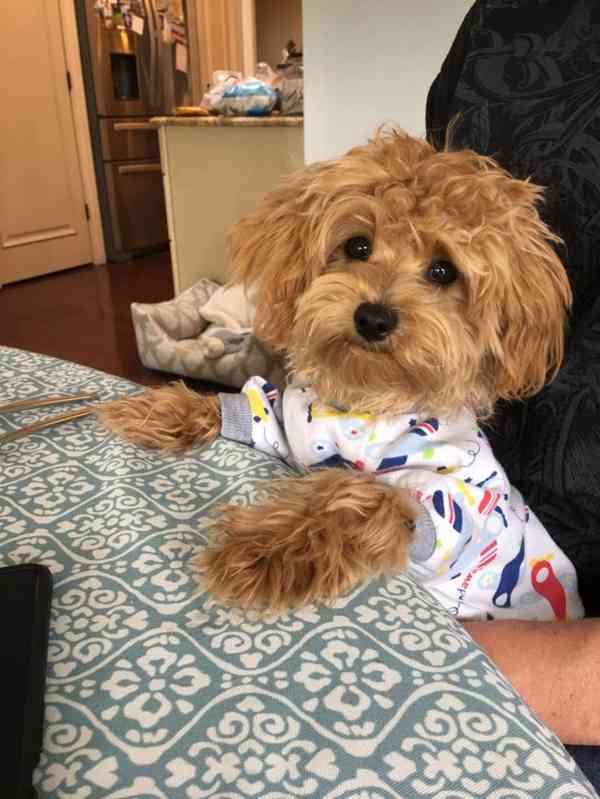 Maltipoo štěňátka