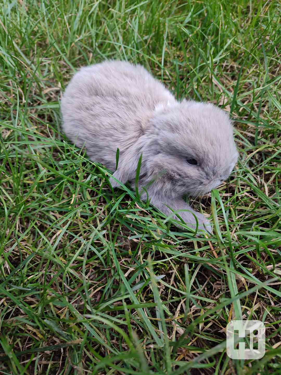 Zakrslý králíček beránek - foto 1