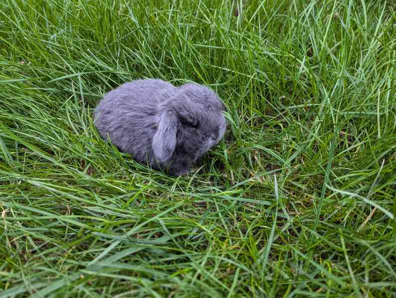 Zakrslý králíček beránek - foto 4