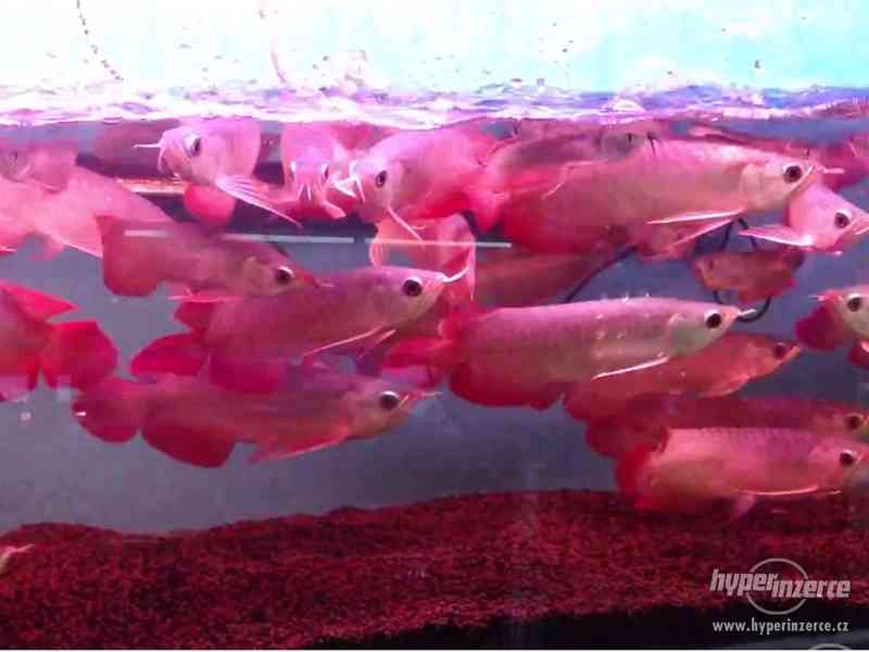 KVALITNÍ AAA AROWANA RYBA NA PRODEJ - foto 1