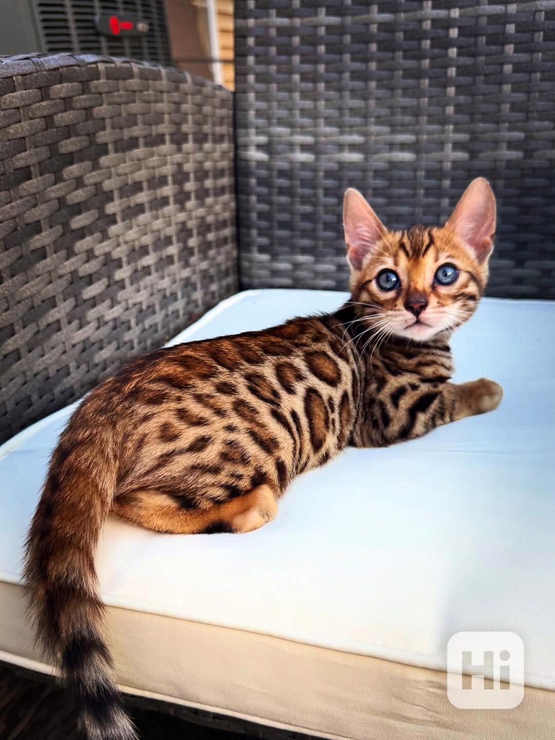 Rozkošné bengálské kotě připravené na nový domov – Česká rep - foto 1