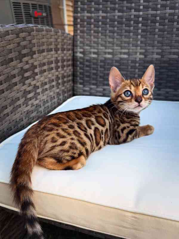 Rozkošné bengálské kotě připravené na nový domov – Česká rep - foto 2