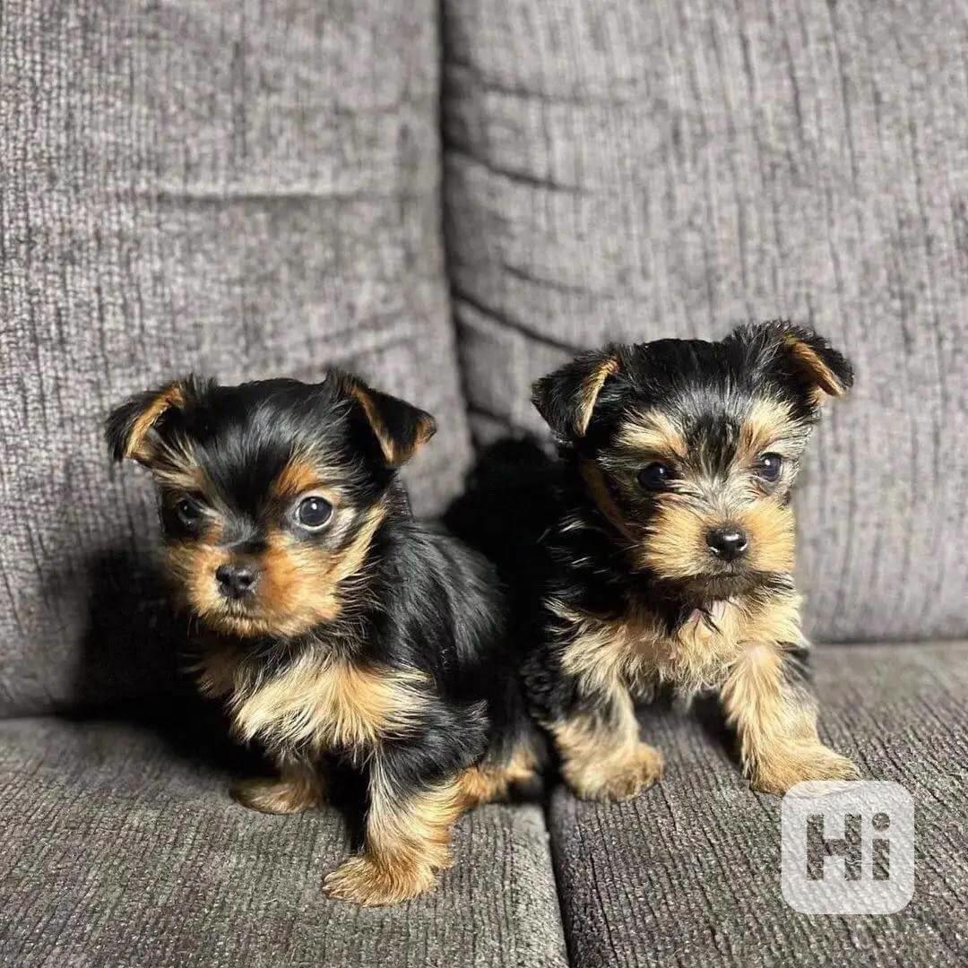 K dispozici štěně Yorkie - foto 1