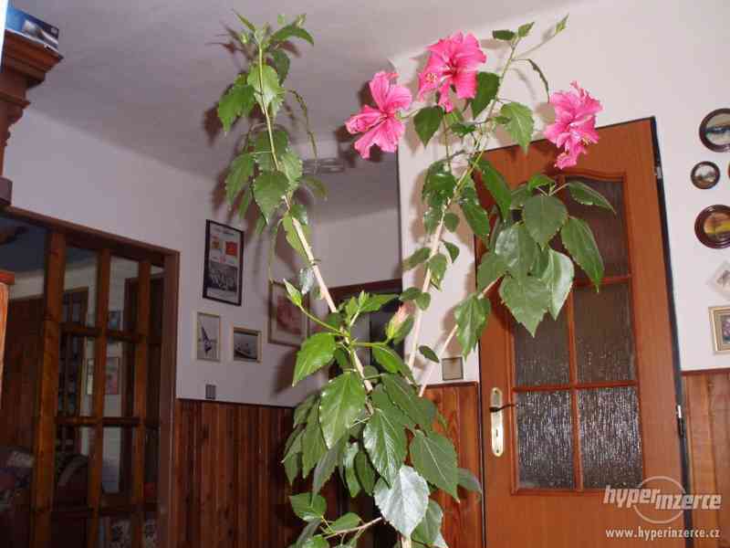 Pokojové rostliny - foto 1