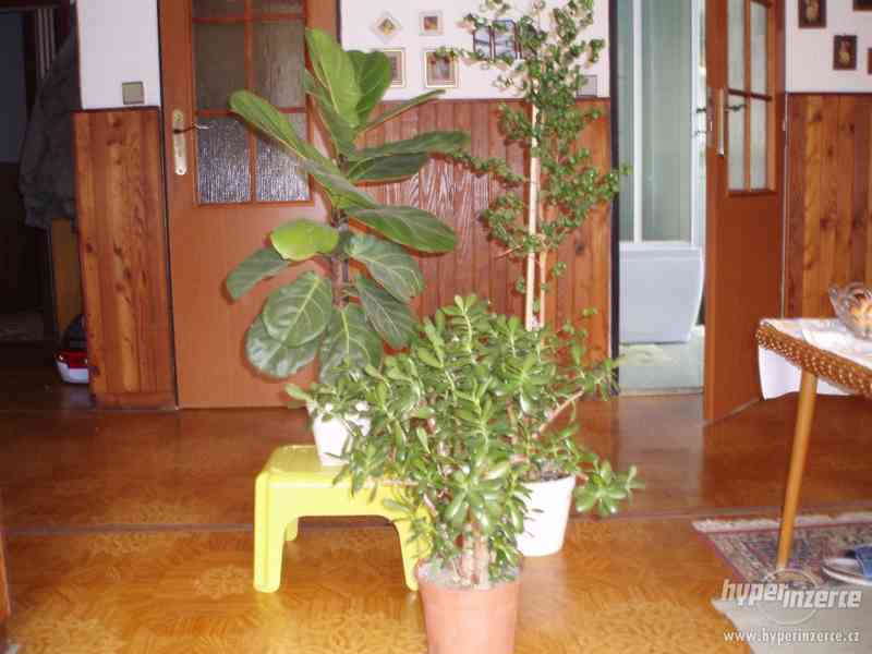 Pokojové rostliny - foto 2