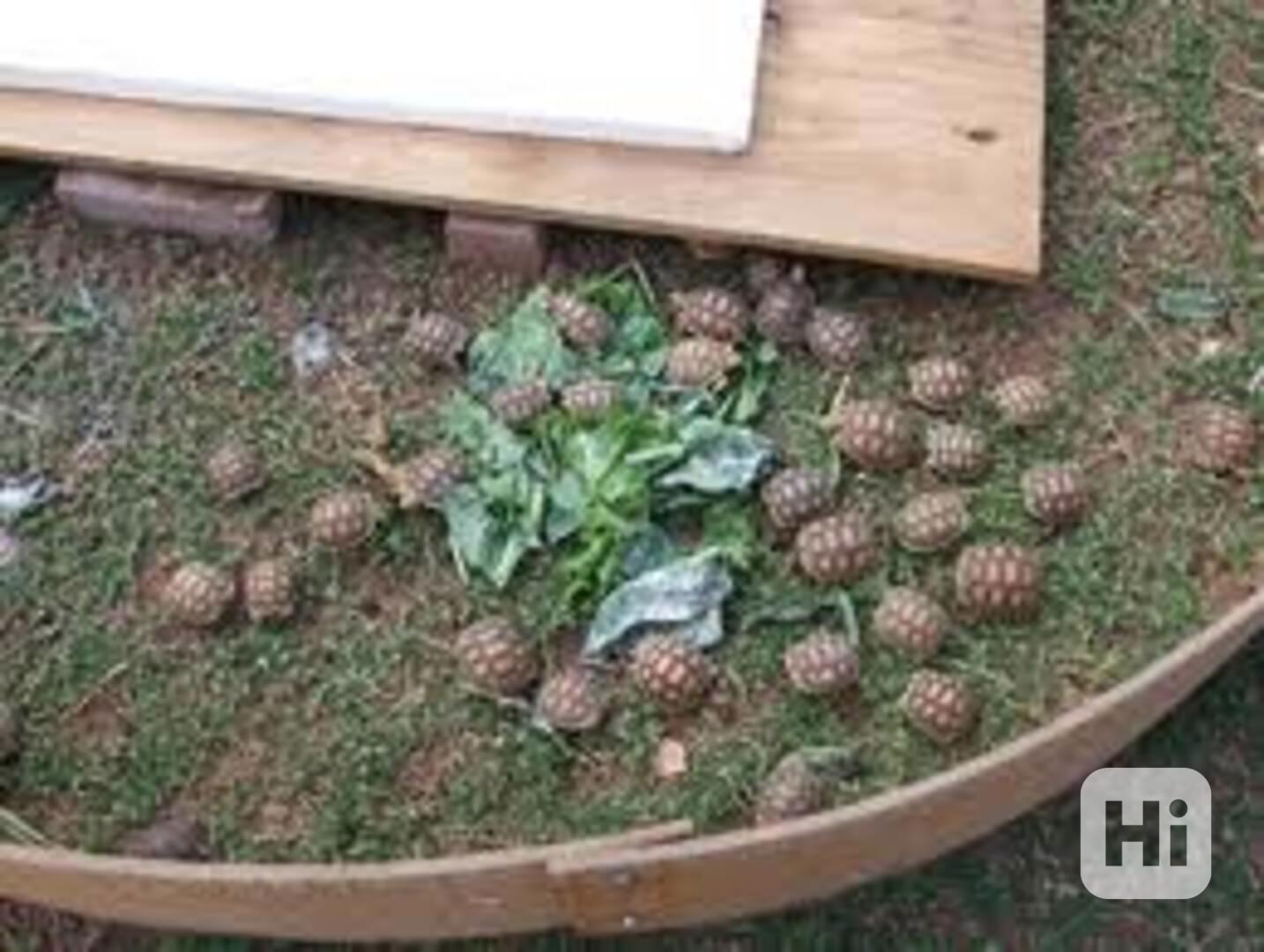 Egyptské želvy na prodej - foto 1