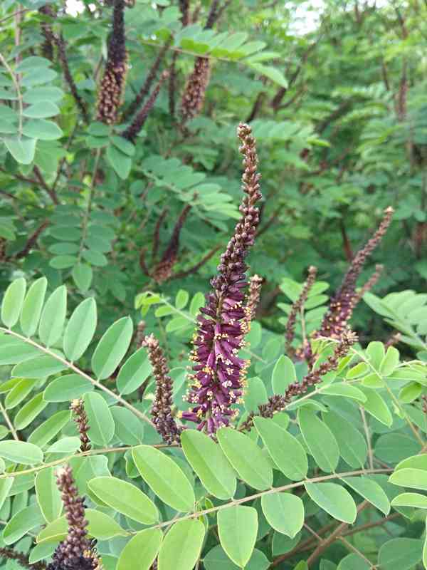 Netvařec křovitý (Amorpha fruticosa) - 70 cm - foto 3