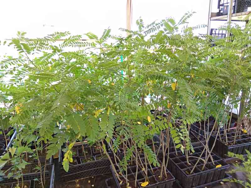Netvařec křovitý (Amorpha fruticosa) - 70 cm - foto 4