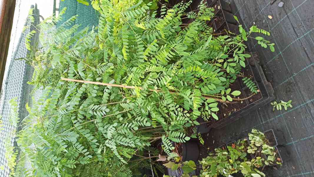 Netvařec křovitý (Amorpha fruticosa) - 70 cm - foto 5