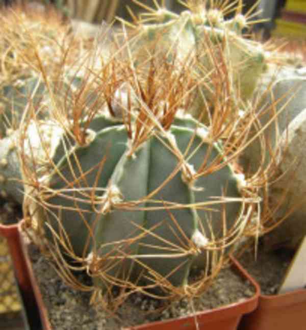 Kaktus Astrophytum senile var. aureum MZ 256  - foto 1