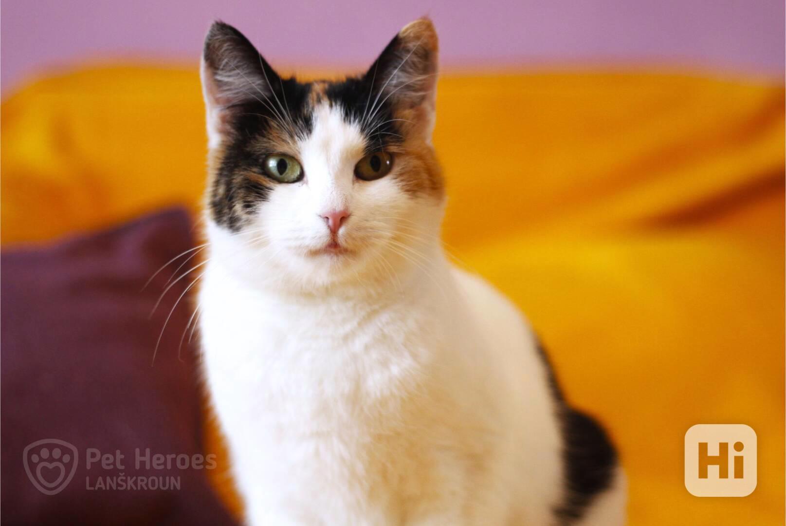 Palačinka ❤ tříbarevná kočičí kráska ❤ - foto 1